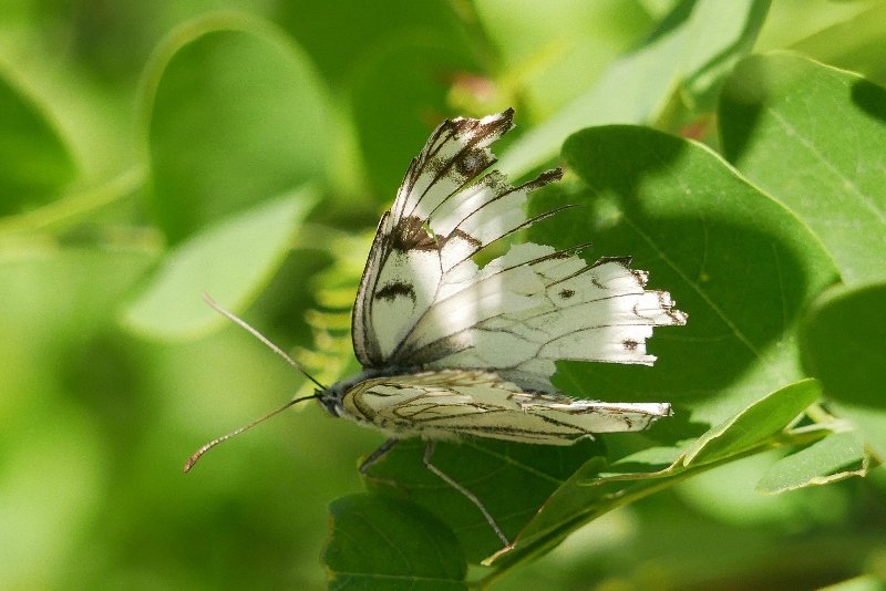 Melanargia arge nelle Marche